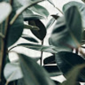 Meet your Posher, Jade